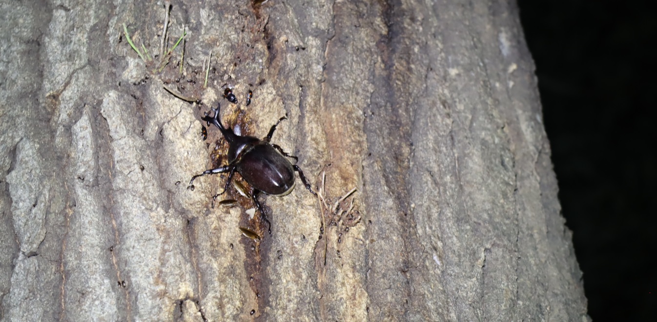 カブトムシ♂_アングル1_凄いコナラ_2023年6月8日19時40分 気温21.4度 雨